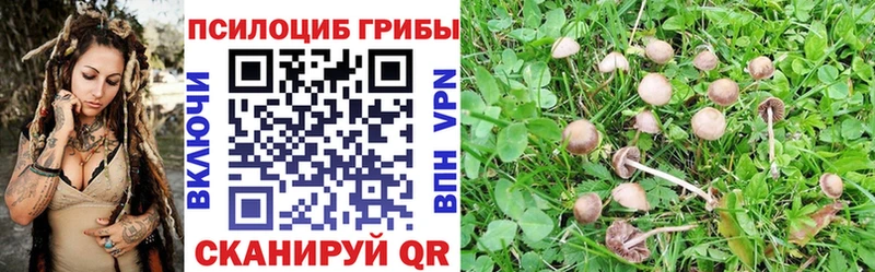 закладки  Кологрив  Псилоцибиновые грибы Magic Shrooms 